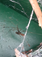 Pholcus opilionoides