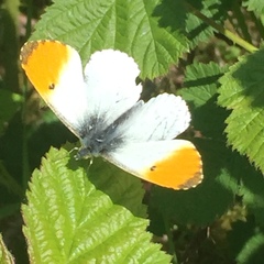 Anthocharis cardamines