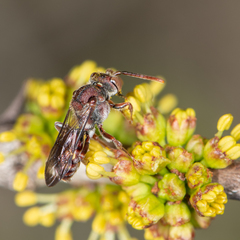 Nomada