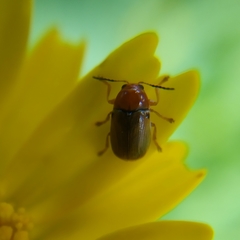 Cryptocephalus fulvus