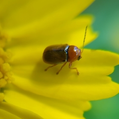 Cryptocephalus fulvus