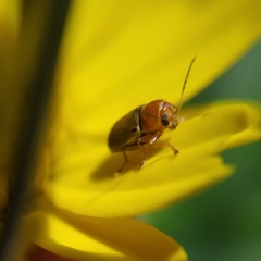 Cryptocephalus fulvus