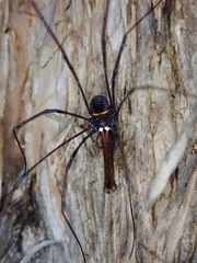 Pantopsalis phocator