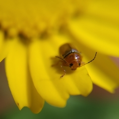 Cryptocephalus fulvus