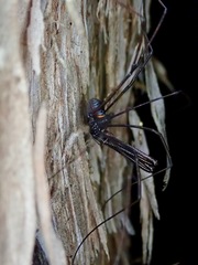 Pantopsalis phocator