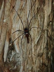 Pantopsalis phocator