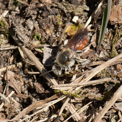 Andrena erythrogaster