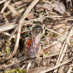 Andrena erythrogaster