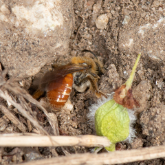 Andrena andrenoides