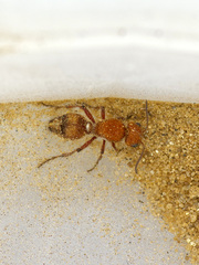 Dasymutilla scaevola