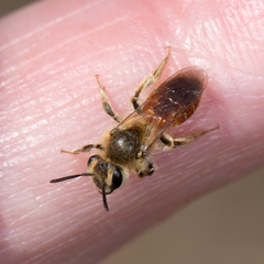 Andrena andrenoides