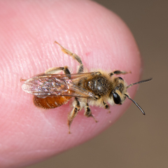 Andrena andrenoides