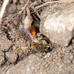 Andrena andrenoides