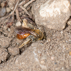 Andrena andrenoides
