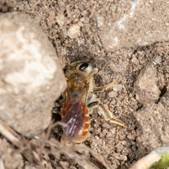 Andrena andrenoides
