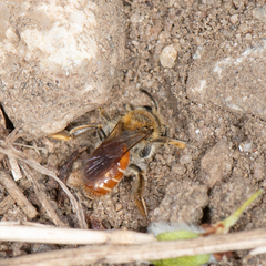 Andrena andrenoides