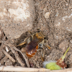 Andrena andrenoides