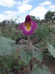 Proboscidea louisianica fragrans