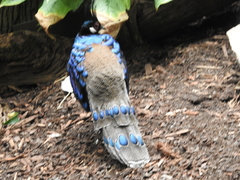 Polyplectron napoleonis