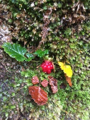Rubus geoides