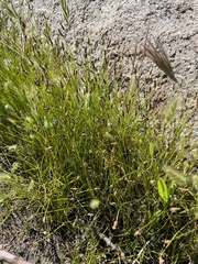 Eleocharis parishii