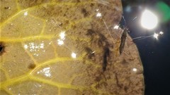 Limnoporus