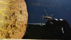 Limnoporus