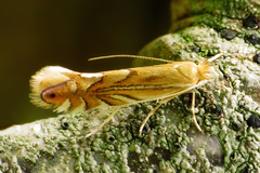 Phyllonorycter quercifoliella