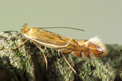 Phyllonorycter quercifoliella