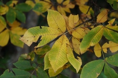 Carya ovata mexicana