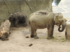 Elephantidae