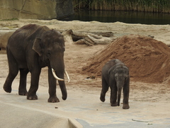 Elephantidae