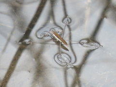Limnoporus dissortis