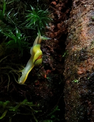 Ibycus rachelae
