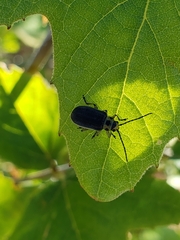 Trirhabda geminata