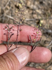 Lepidium virginicum menziesii