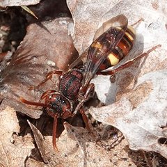 Nomada gracilis
