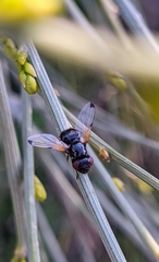 Ulidia apicalis