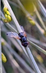 Ulidia apicalis