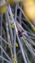 Ulidia apicalis