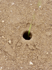 Dasymutilla scaevola