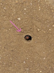 Dasymutilla scaevola