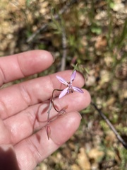 Clarkia modesta