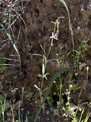 Clarkia modesta