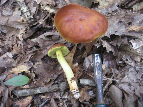 Hemileccinum subglabripes image