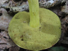 Hemileccinum subglabripes image