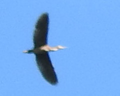 Botaurus
