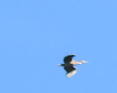 Botaurus