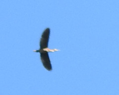 Botaurus