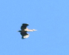 Botaurus